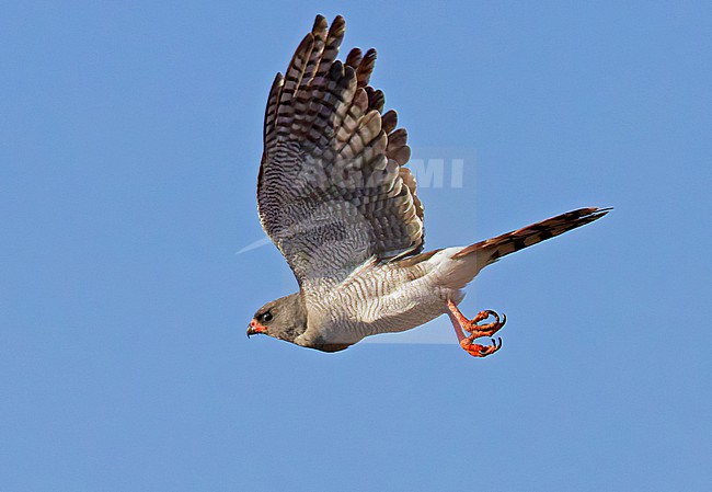 Adult Gabar goshawk, Micronisus gabar, in flight in Kenya. stock-image by Agami/Tomi Muukkonen,