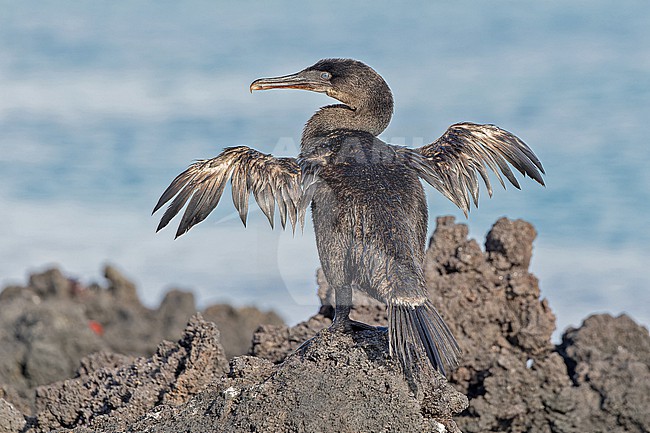 Flightless Cormorant, Nannopterum harrisi, on the Galapagos Islands, part of the Republic of Ecuador. Only found on just two islands; Fernandina, and the northern and western coasts of Isabela. stock-image by Agami/Pete Morris,