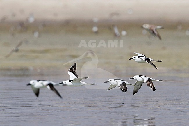 Crab Plover - Reiherläufer - Dromas ardeola, Oman, adult stock-image by Agami/Ralph Martin,