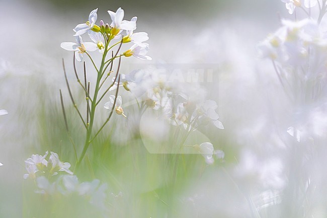 Close-up van bloeiende Pinksterbloem, Close up of flowering Cuckoo Flower stock-image by Agami/Wil Leurs,