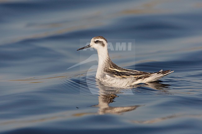 Zwemmende onvolwassen Grauwe Franjepoot; Swimming immature Red-necked Phalarope stock-image by Agami/Arie Ouwerkerk,