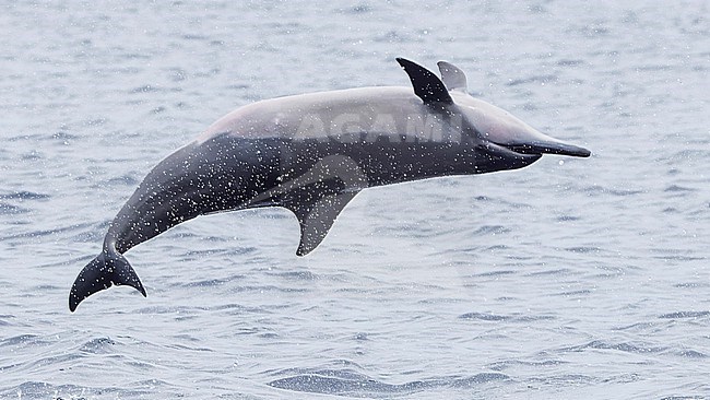 Spinner Dolphin (Stenella longirostris) in spinning motion, part of a series, taken on the Ombai Strait, Timor-Leste stock-image by Agami/Lennart Verheuvel,