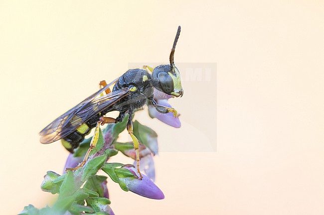 Cerceris rybyensis - Ornate tailed Digger Wasp - Bienenjagende Knotenwespe, Germany (Baden-Württemberg), imago stock-image by Agami/Ralph Martin,