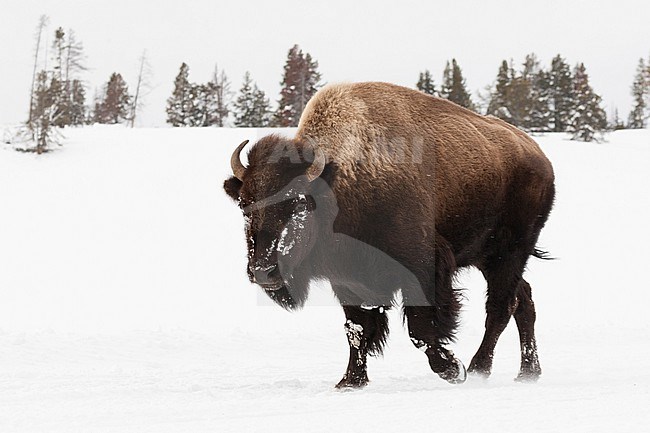 Amerikaanse bizon rennend in sneeuw in Yellowstone National Park; American bison running in snow at Yellowstone National Park stock-image by Agami/Caroline Piek,