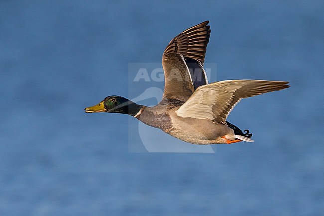 Mallard (Anas platyrhynchos) male in flight against blue water stock-image by Agami/Daniele Occhiato,