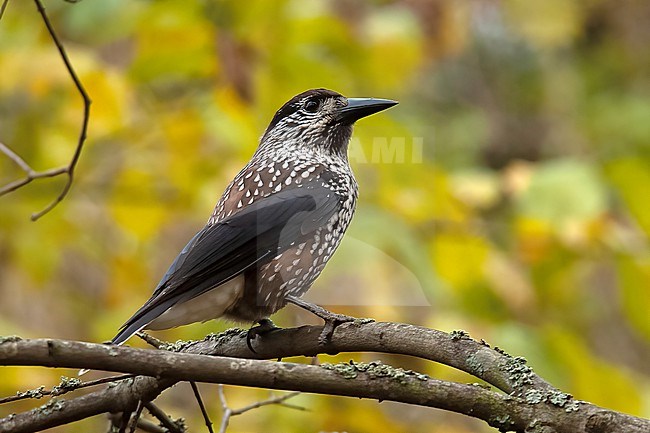 Spotted Nutcracker (Nucifraga caryocatactes caryocatactes), adult bird perched on a branch, autumn coloured yellow leaves as background stock-image by Agami/Kari Eischer,