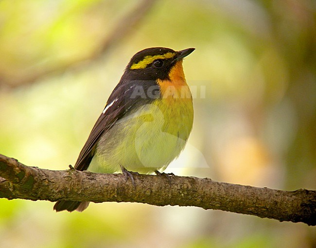 Geelbrauwvliegenvanger zittend op tak, Narcissus Flycatcher perched on a branch stock-image by Agami/Pete Morris,