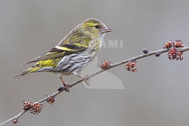 Eurasian Siskin (Spinus spinus) female perched on a branch stock-image by Agami/Daniele Occhiato,