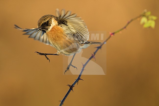 Roodborsttapuit; European Stonechat; Saxicola rubicola stock-image by Agami/Daniele Occhiato,