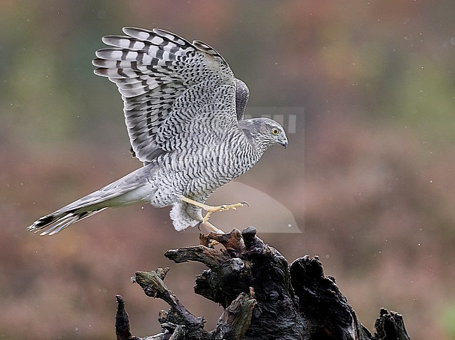 Sparrow Hawk ad. female (Accipiter nisus) Norway October 2019 stock-image by Agami/Markus Varesvuo,