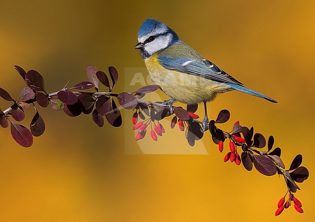 Pimpelmees; Blue Tit; Cyanistes caeruleus stock-image by Agami/Daniele Occhiato,