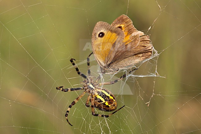 Wespspin met prooi, Wasp spider with prey stock-image by Agami/Theo Douma,