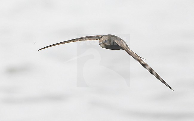 Common swift (Apus apus) in flight, seen from the front, opening beak slightly, flying above a lake. stock-image by Agami/Lennart Verheuvel,
