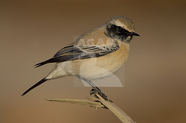 Desert Wheatear adult male; Woestijntapuit volwassen man stock-image by Agami/Daniele Occhiato,