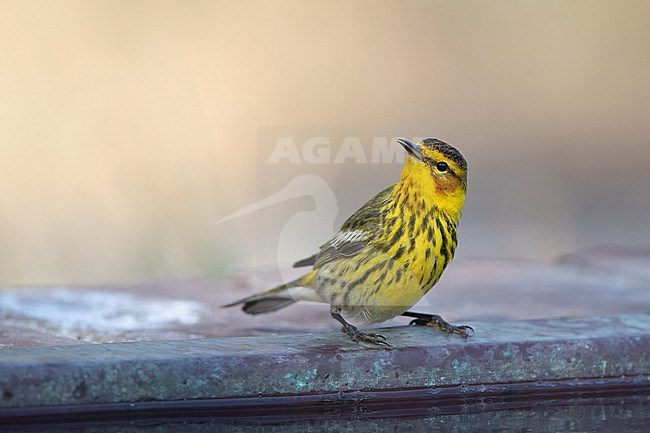 Adult male Cape May Warbler (Setophaga tigrina) at Dry Tortugas, USA stock-image by Agami/Helge Sorensen,