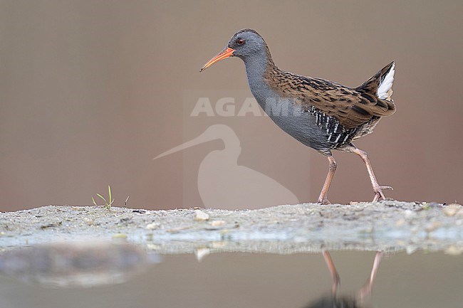 Waterral aan oever van een plas stock-image by Agami/Han Bouwmeester,