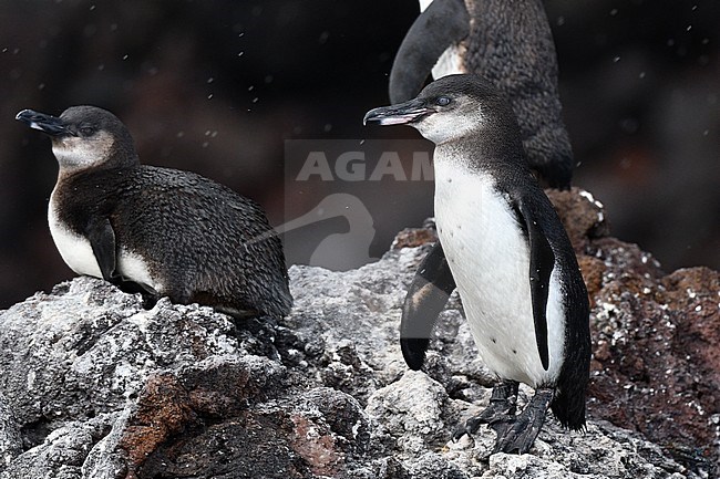Galapagos Penguins (Spheniscus mendiculus), Isabela island, on the Galapagos islands. stock-image by Agami/Laurens Steijn,