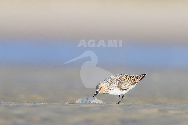 Drieteenstrandloper, Sanderling, Calidris alba in summer plumage foraging on beach stock-image by Agami/Menno van Duijn,