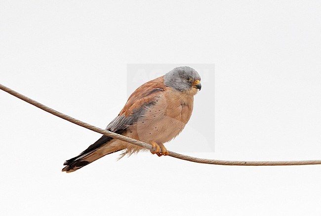 Kleine Torenvalk zittend op een draad op doortrek; Male Lesser Kestrel (Falco naumanni) perched on a wire during migration stock-image by Agami/Marc Guyt,
