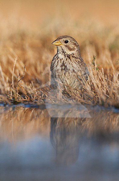 Corn Bunting (Emberiza calandra) on the steppes of Belchite, Spain. stock-image by Agami/Marc Guyt,