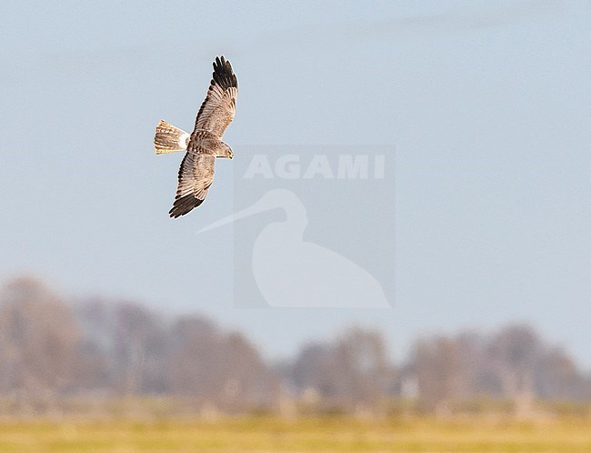 Second-year male Hen Harrier (Circus cyaneus) flying over agricultural fields in the Netherlands. Showing upper wings. stock-image by Agami/Hans Gebuis,