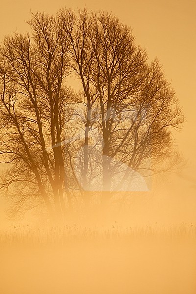Lone tree standing in the mist. Landscape Ouderkerk aan de Amstel, Noord-Holland, Netherlands. stock-image by Agami/Marc Guyt,