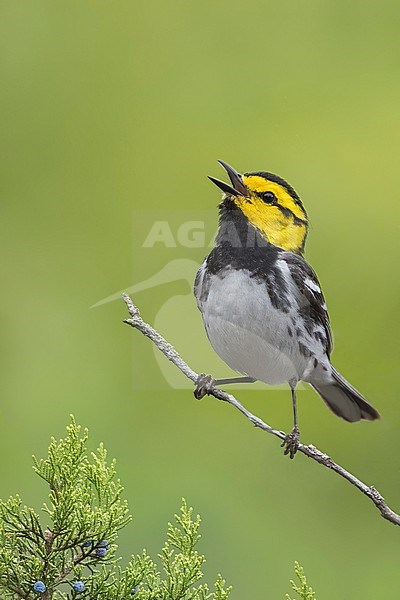 Golden-cheeked Warbler (Setophaga chrysoparia) Perched on a branch in Texas stock-image by Agami/Dubi Shapiro,
