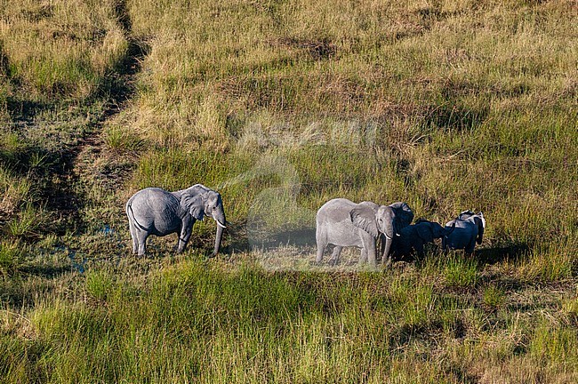 An aerial view of African elephants, Loxodonda africana, and calves walking. Okavango Delta, Botswana. stock-image by Agami/Sergio Pitamitz,