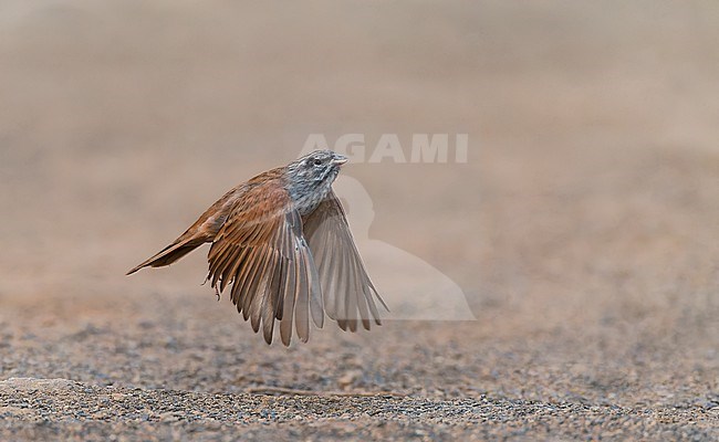 Male House Bunting (Emberiza sahari) in Morocco during late summer or early autumn. Taking off from the ground. stock-image by Agami/Marc Guyt,