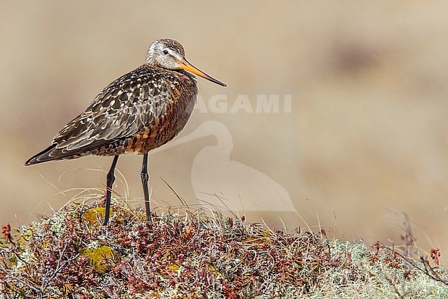 Rode Grutto, Hudsonian Godwit stock-image by Agami/Glenn Bartley,