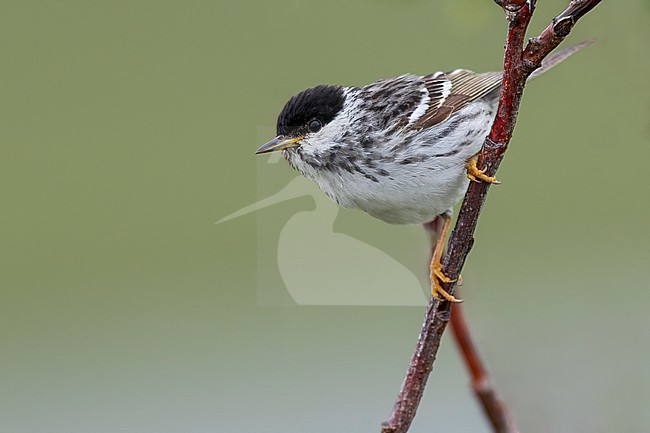 Blackpoll Warbler (Setophaga striata) Perched on a branch in Alaska stock-image by Agami/Dubi Shapiro,