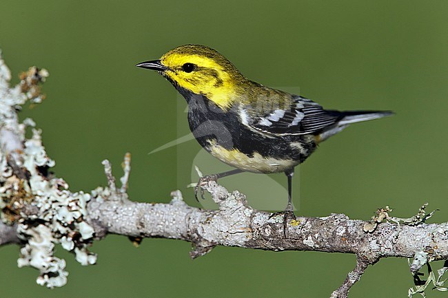 Adult female 
Galveston Co., TX 
April 2011 stock-image by Agami/Brian E Small,