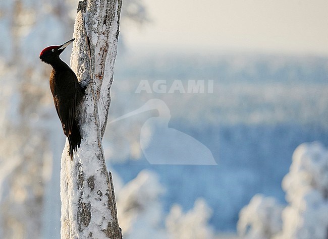 Black Woodpecker male (Dryocopus martius) Kuusamo Finland february 2018. stock-image by Agami/Markus Varesvuo,