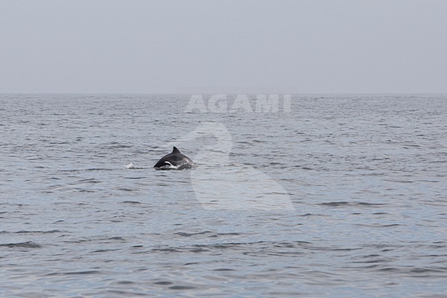 Heavisidedolfijn bij de kust van Walvisbaai Namibie, Heaviside's Dolphin near the coast of Walvisbaai Namibia stock-image by Agami/Wil Leurs,