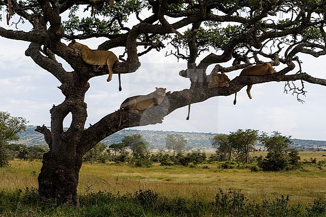 Four lionesses, Panthera leo, in a sausage tree, Kigalia africana. Seronera, Serengeti National Park, Tanzania stock-image by Agami/Sergio Pitamitz,
