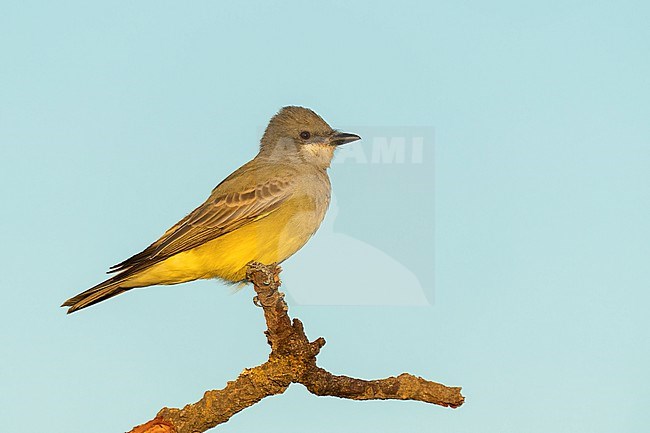 Adult 
Santa Barbara Co., CA
November 2022 stock-image by Agami/Brian E Small,