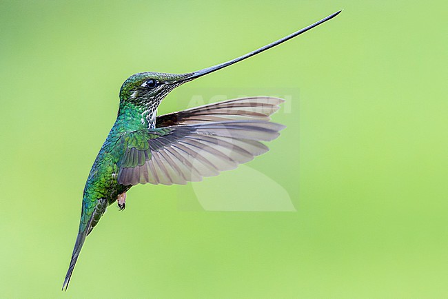 Female Sword-billed Hummingbird (Ensifera ensifera) in flight near a bird feeder at the lodge El Color de Mis Rêves near Manizales. stock-image by Agami/David Monticelli,