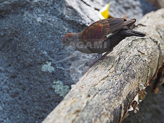 Endangered Marquesas Ground Dove, Pampusana rubescens, in Eastern Polynesia. stock-image by Agami/James Eaton,