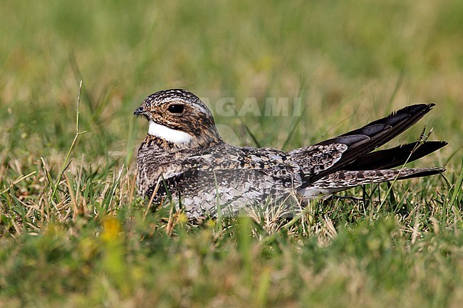 Adult male
Galveston Co., TX
May 2012 stock-image by Agami/Brian E Small,