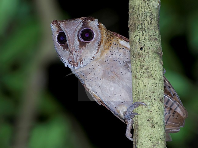 Bruine Uil zittend op tak; Oriental Bay-Owl perched on branch stock-image by Agami/Alex Vargas,