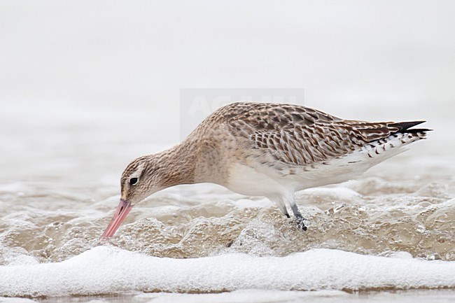 Eerste winter Rosse Grutto foeragerend op het strand; First winter Bar-tailed Godwit foraging on the beach stock-image by Agami/Arnold Meijer,