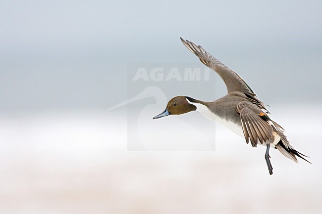 Northern Pintail male flying; Pijlstaart man vliegend stock-image by Agami/Marc Guyt,
