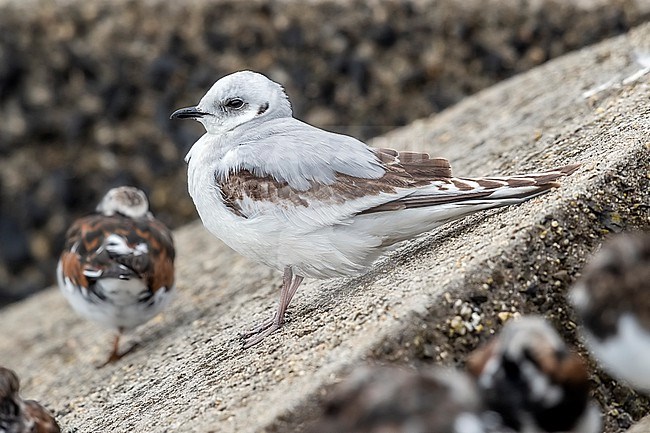 First winter moulting to fisrt summer Ross's Gull (Rhodostethia rosea) sitting on a block of Scheveningen pier, Zuid-Holland, the Netherlands. stock-image by Agami/Vincent Legrand,