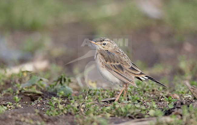 Second winter molting Paddyfield Pipit (Anthus rufulus) sitting in a field at Sennen near Land's end, Cornwal, United-Kingdom. stock-image by Agami/Michael McKee,