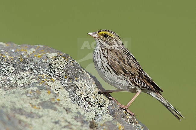 Adult Savannah Sparrow (Passerculus sandwichensis) perched on a rock in Kamloops, British Colombia, Canada. stock-image by Agami/Brian E Small,