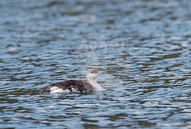 Second-year Black-throated Diver (Gavia arctica) during autumn migration resting in a small harbour in the Western Black Sea coast near Cape Kaliakra, Bulgaria. 
This is a first-summer bird moulting to second-winter plumage. stock-image by Agami/Marc Guyt,