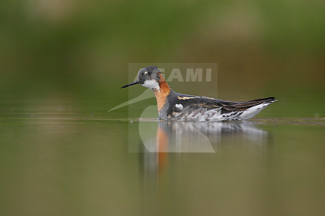 Grauwe Franjepoot zwemmend;  Red-necked Phalarope swimming stock-image by Agami/Menno van Duijn,