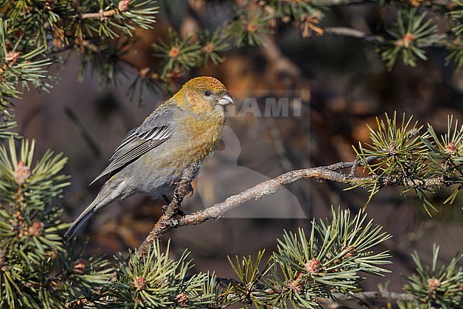 Pine Grosbeak - Hakengimpel - Pinicola enucleator, Finland stock-image by Agami/Ralph Martin,