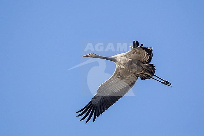 Common Crane (Grus grus) juvenile in flight, autumn migration at Lolland, Denmark stock-image by Agami/Helge Sorensen,