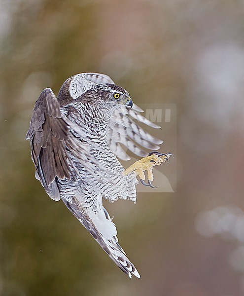 Eurasian Goshawk (Accipiter gentilis) in a snow covered taiga forest in early spring in Finland stock-image by Agami/Markus Varesvuo,